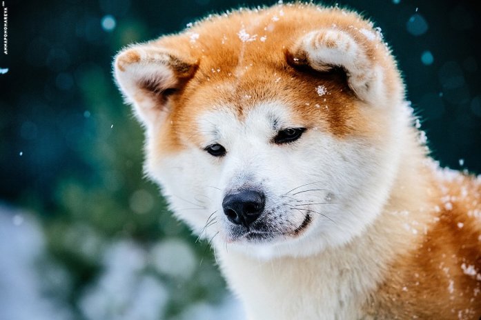 Японская порода собак хатико