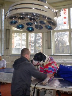 Алеша Младший в большой операционной ветакадемии, на консультации хирурга перед рентгеновским снимком на ДТБС