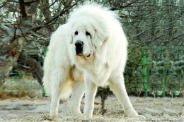 Белый тибетский мастиф, фото породы собак фотография