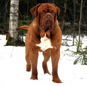 Бордоский дог, фото породы собак фотография