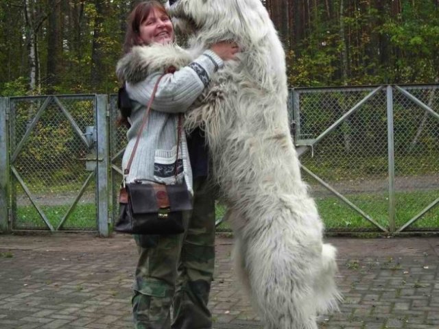 Фото Больших Собак
