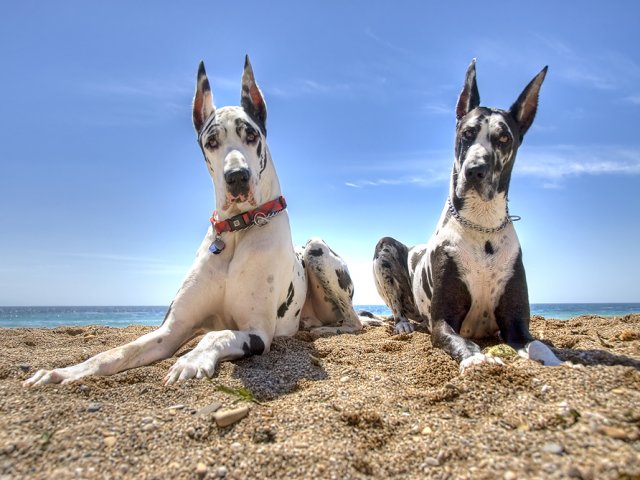 Фото Королевского Дога