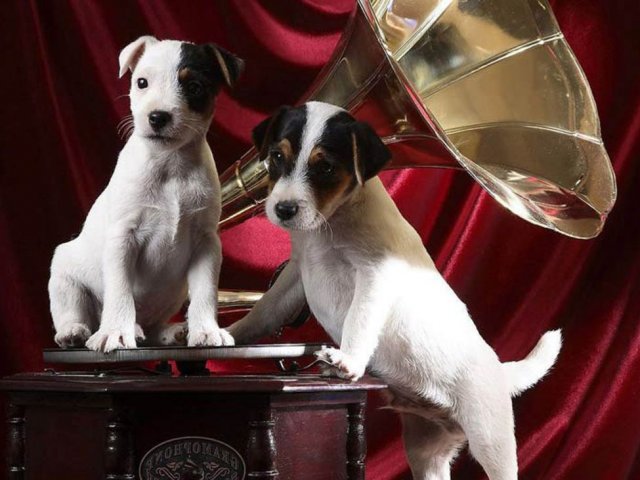 Фото Щенков Разных Пород