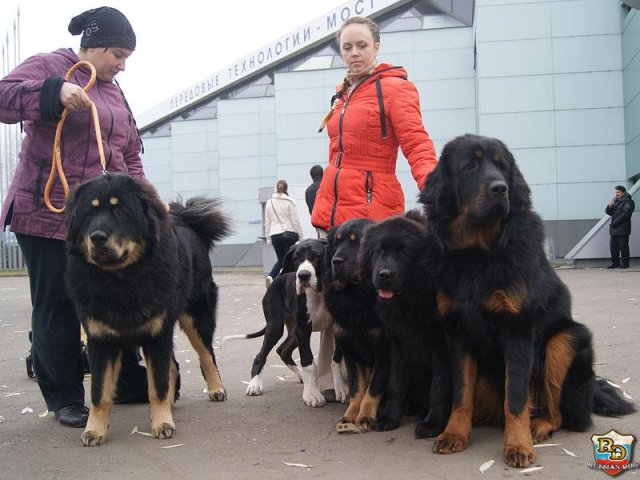 Фотографии Тибетский Мастиф