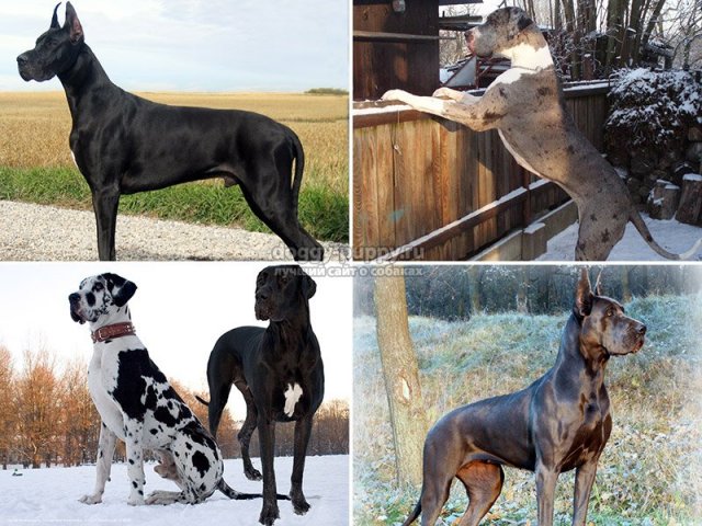 Королевский Дог