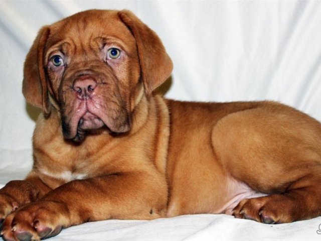 Купить Бордоского Дога