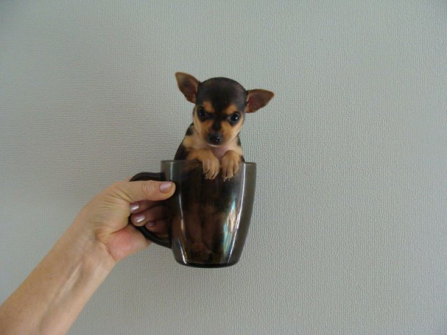 Маленькие Породы Собак с Фотографиями и Названиями