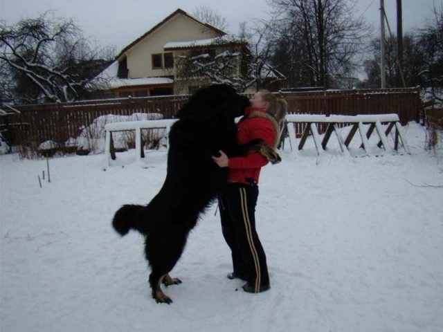 Показать Все Породы Собак