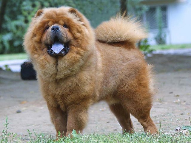 Породы Домашних Собак