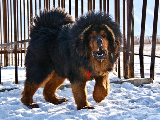 Породы Собак Мастиф