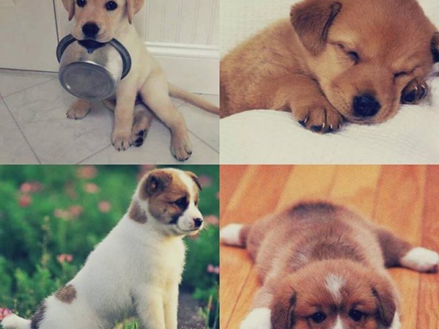 Породы Собак Все