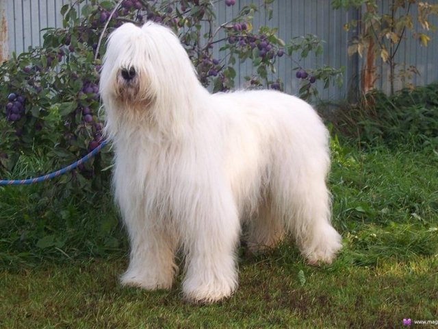 Породы Сторожевых Собак