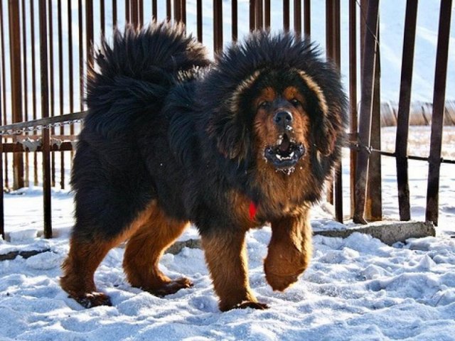 Собака Породы Тибетский Мастиф