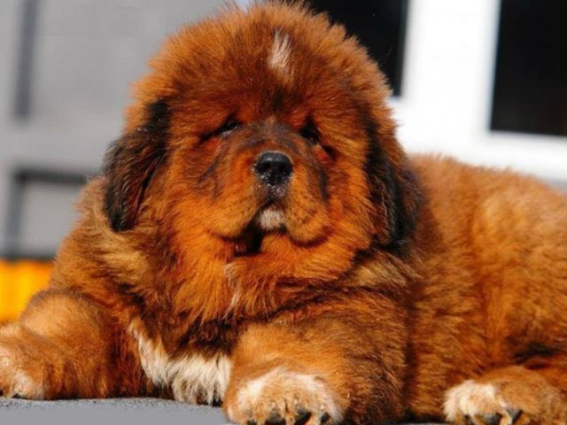 Собака Тибетский Мастиф Цена