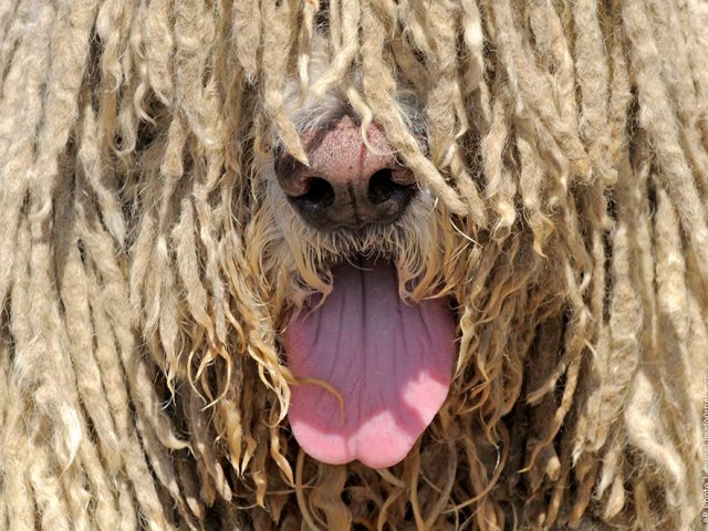 Собаки Разные Породы