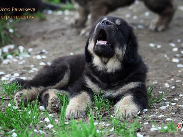 Стоимость Щенка Тибетского Мастифа