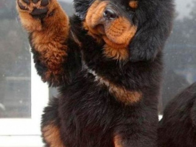 Стоимость Тибетского Мастифа