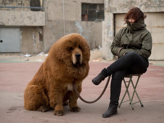 Тибетский Мастиф Цена в Москве