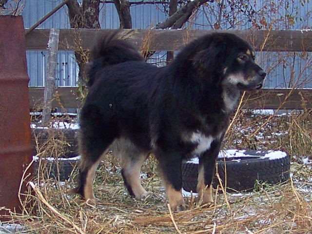 Тибетский Мастиф Форум