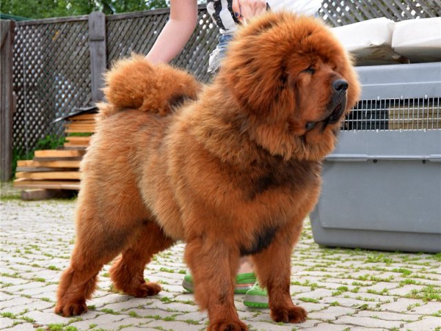 Тибетский Мастиф Щенки Цена