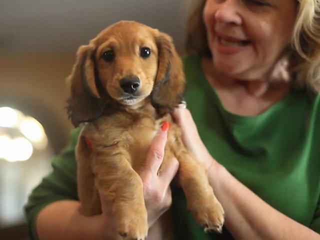 Все о Собаках Породы