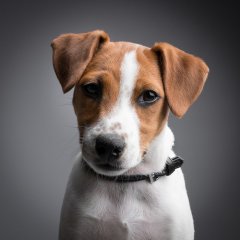 Порода собак джек-рассел-терьер. Фото