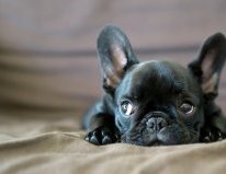 Порода собак французский бульдог. Фото