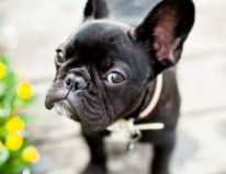 Порода собак французский бульдог. Фото