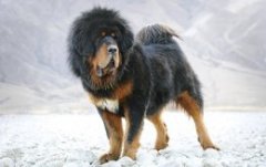 Порода собак тибетский мастиф. Фото