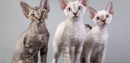 самые дорогие породы кошек: Девон-рекс. фото