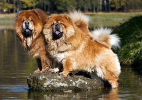 самые дорогие собаки в мире: Чау-чау фото