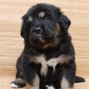 Самая Большая Собака Тибетский Мастиф