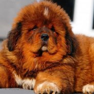 Собака Тибетский Мастиф Цена