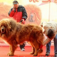 Tibetan Mastiff Цена