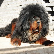Тибетский Мастиф Самая Дорогая Собака