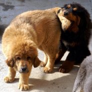 Тибетский Мастиф Собака