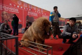 Тибетский мастиф - собака для миллионеров (9 фото)