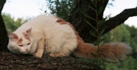Турецкий ван / турецкая ванская кошка фото